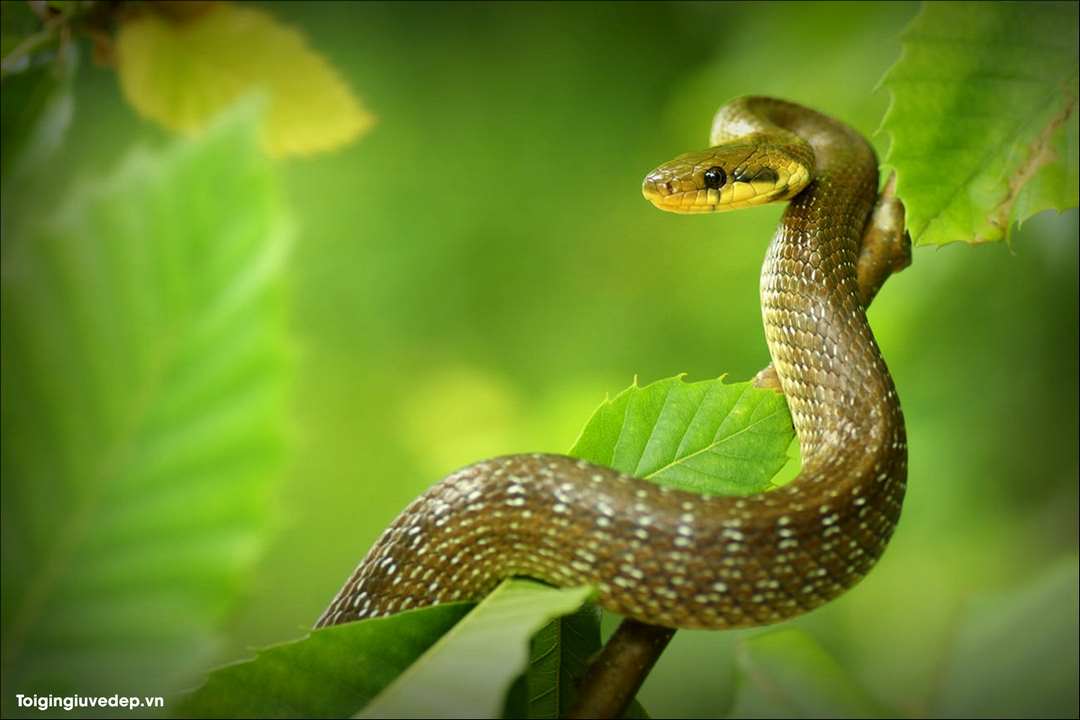 Mơ thấy rắn đại diện cho ham muốn gần gũi thể xác